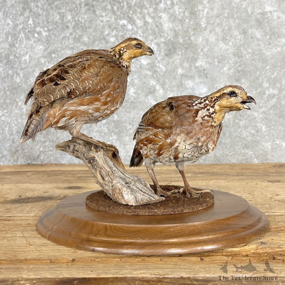 Bobwhite Quail Bird Mount For Sale #27213 @ The Taxidermy Store