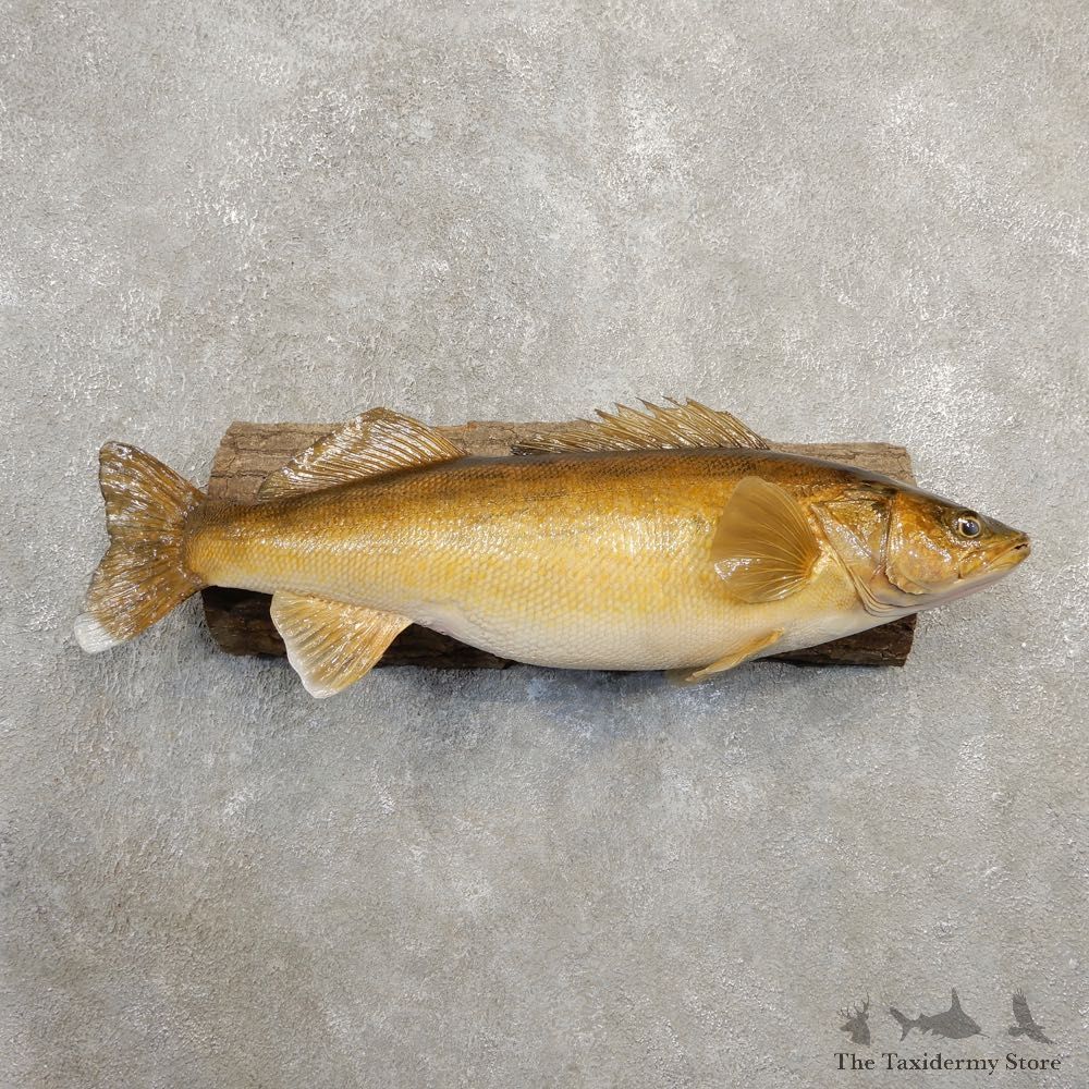 Walleye Taxidermy Mount For Sale #20592 @ The Taxidermy Store