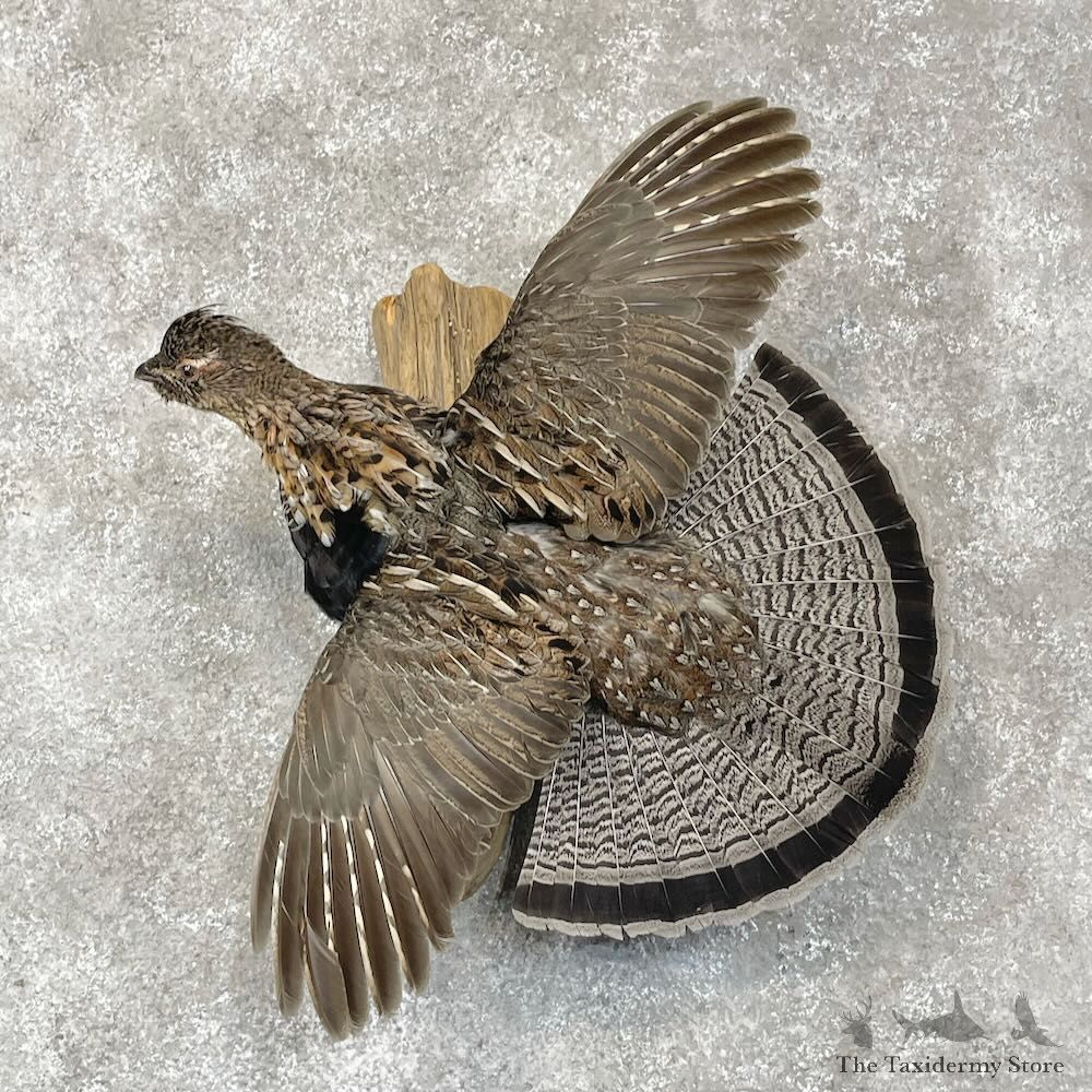 Ruffed Grouse Bird Mount For Sale #28571 @ The Taxidermy Store