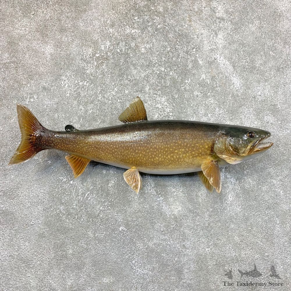 Lake Trout Freshwater Fish Mount For Sale #23889 @ The Taxidermy Store
