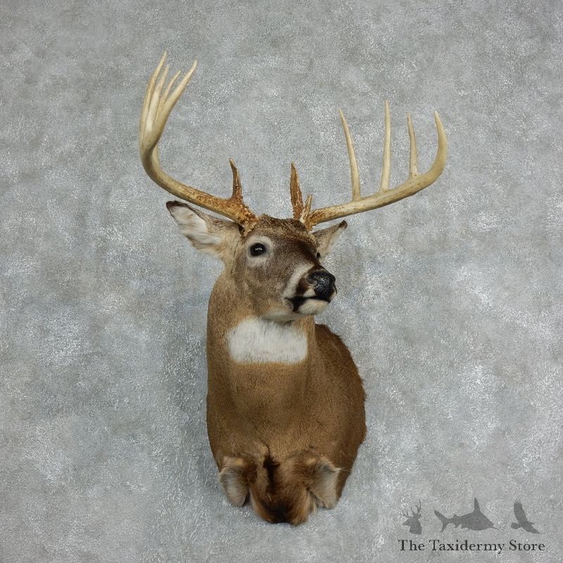 Whitetail Deer Shoulder Mount #18067 For Sale - The Taxidermy Store
