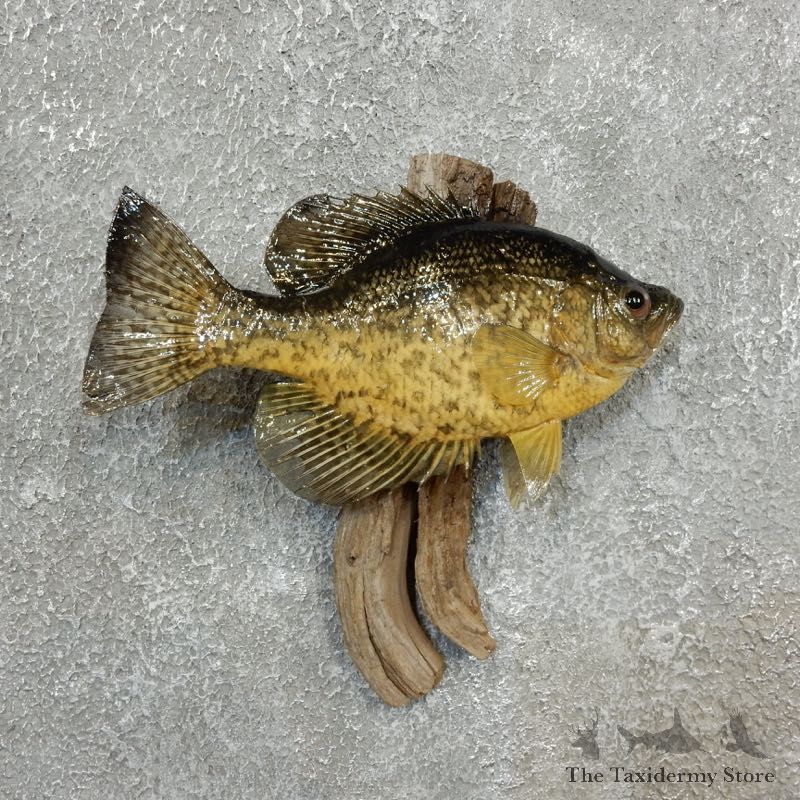 Crappie Fish Mount For Sale #17775 @ The Taxidermy Store