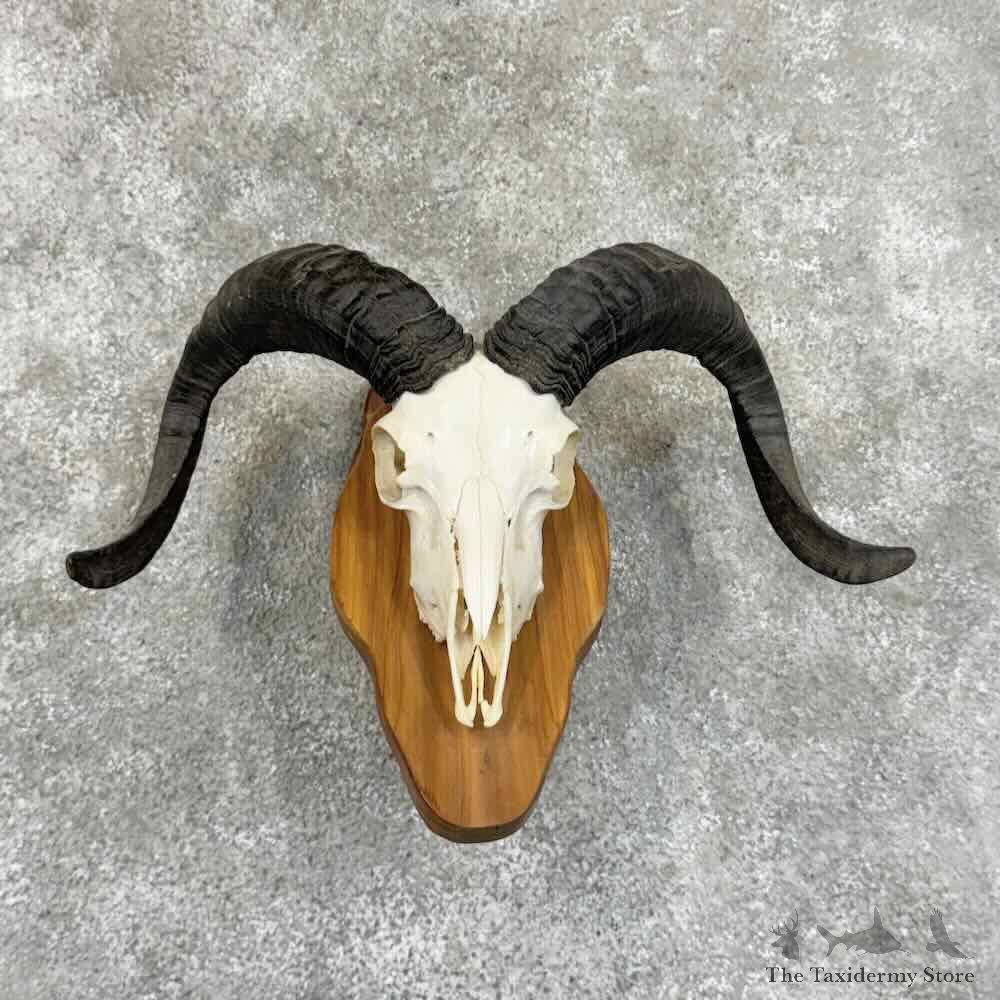 Corsican Ram Skull European Mount For Sale #30620 @ The Taxidermy Store