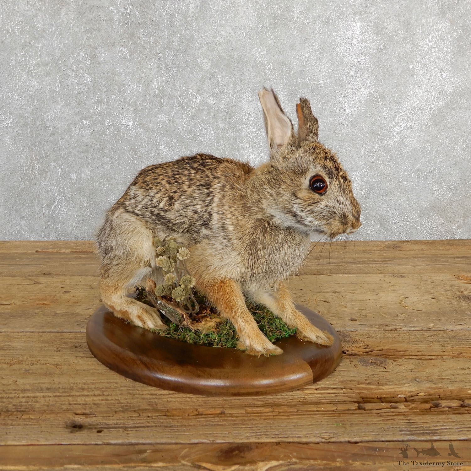 Life-size Cottontail Rabbit Taxidermy Mount For Sale #19692 @ The Taxidermy Store