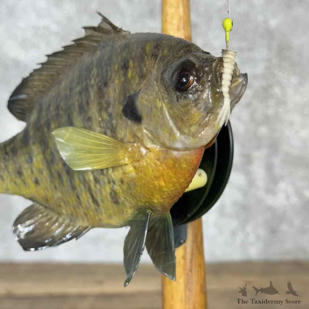 Bluegill Fish Decor Mount For Sale #30410 @ The Taxidermy Store