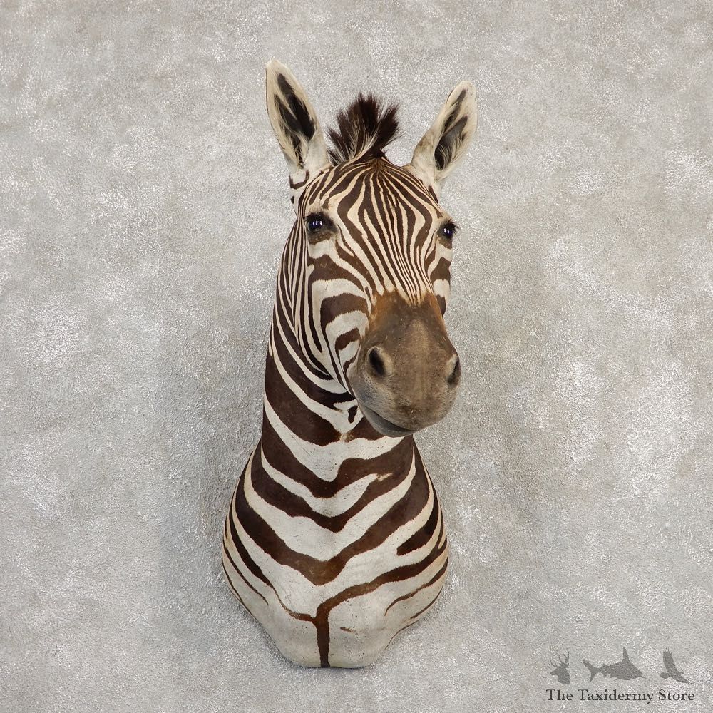 African Zebra Shoulder Mount For Sale #20299 @ The Taxidermy Store