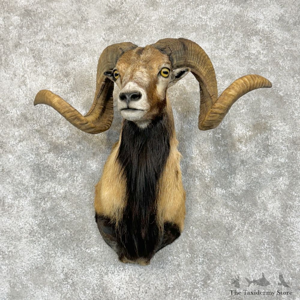 Corsican Ram Shoulder Mount For Sale #29457 @ The Taxidermy Store