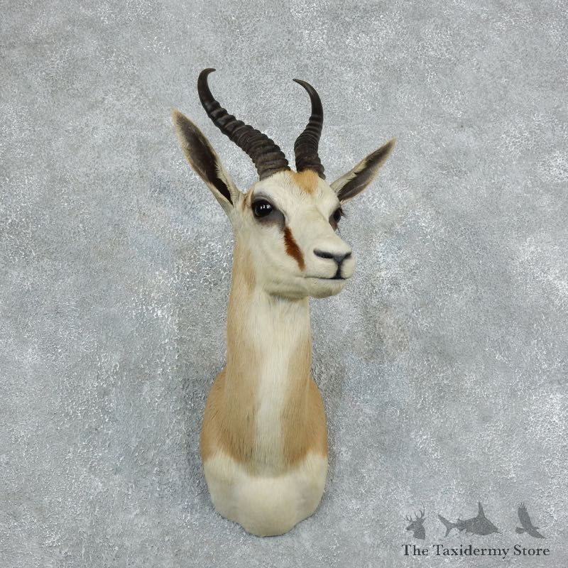 African Springbok Shoulder Mount For Sale #18350 @ The Taxidermy Store