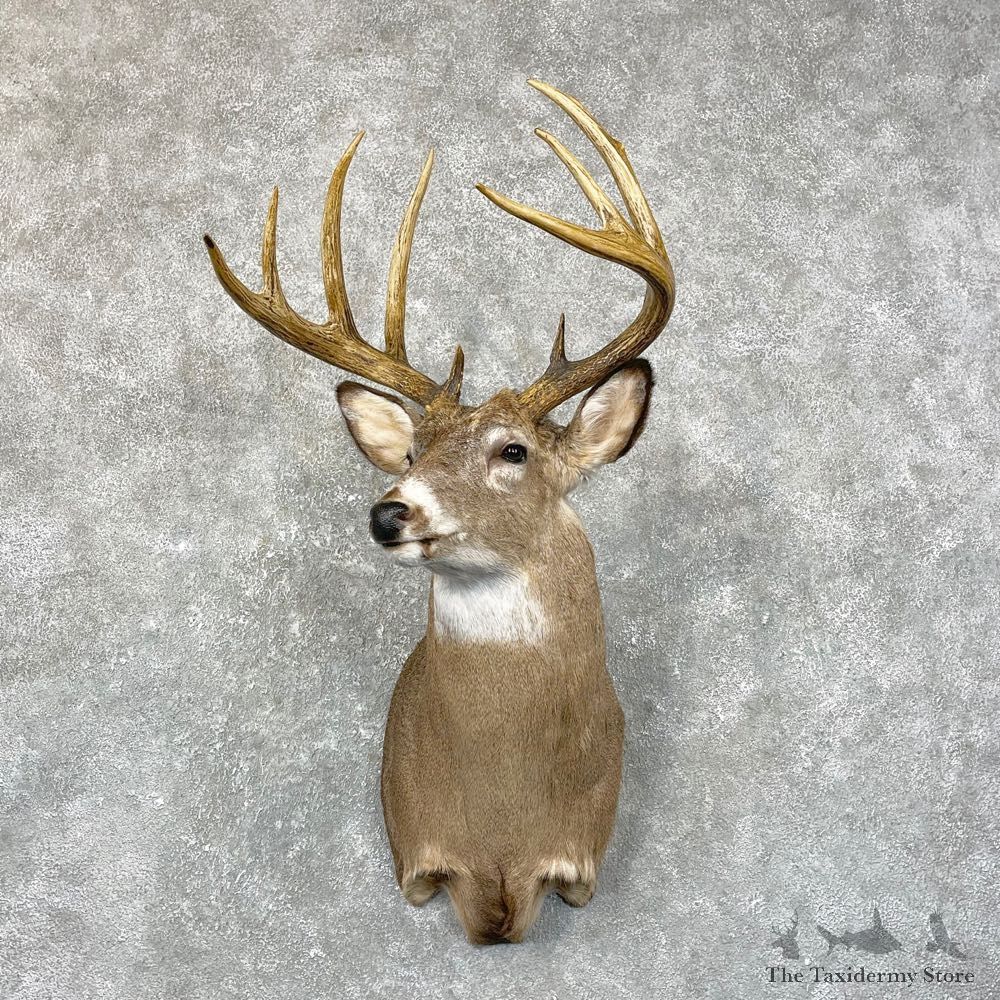Whitetail Deer Shoulder Mount #24658 For Sale - The Taxidermy Store