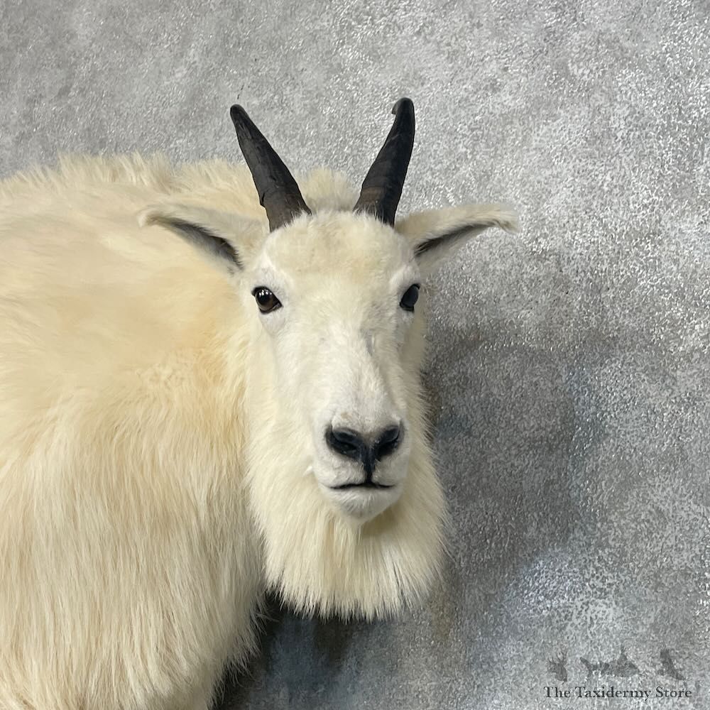 Mountain Goat Life-Size Mount For Sale #27657 @ The Taxidermy Store