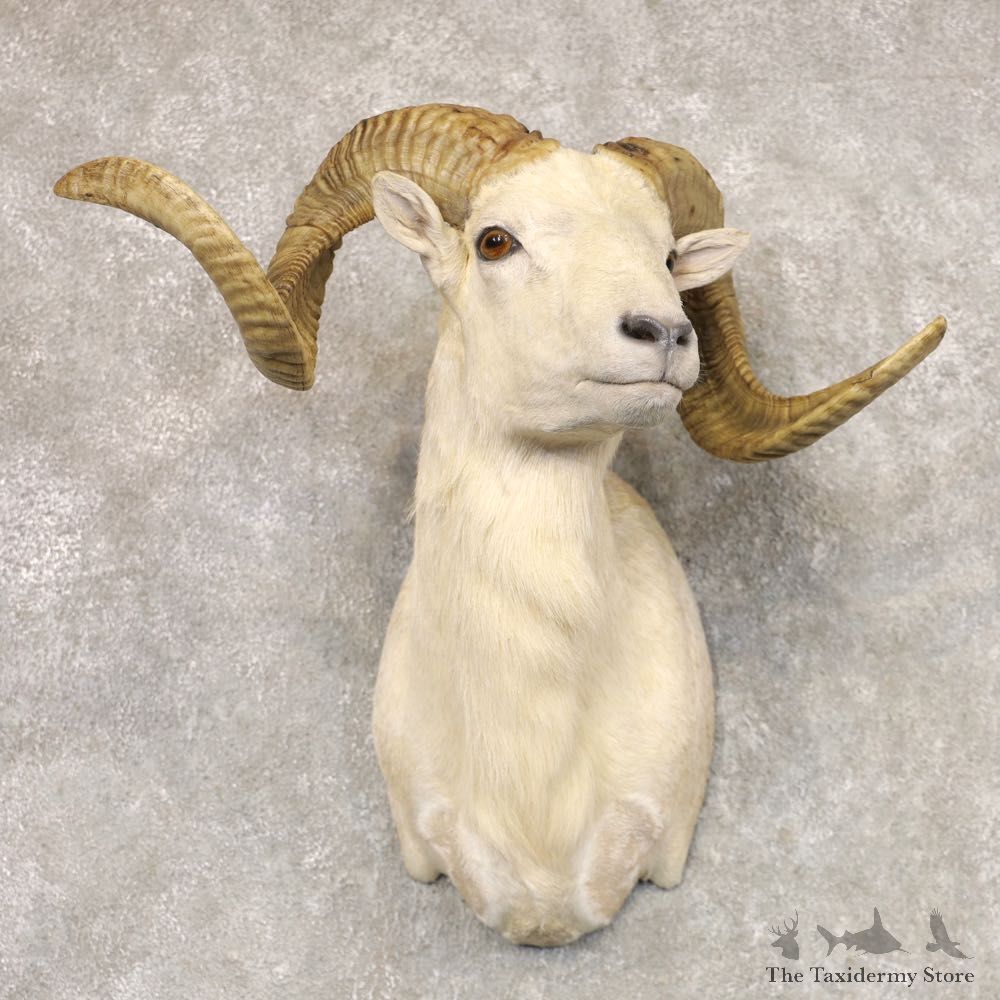 Texas Dall Sheep Taxidermy Shoulder Mount For Sale #22520 @ The Taxidermy Store