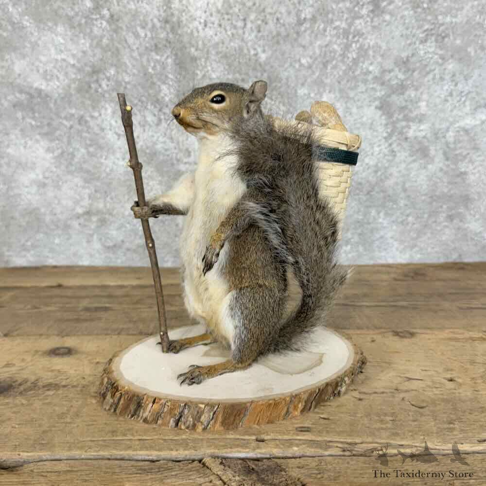 Hiking Grey Squirrel Novelty Mount For Sale #31117 @ The Taxidermy Store