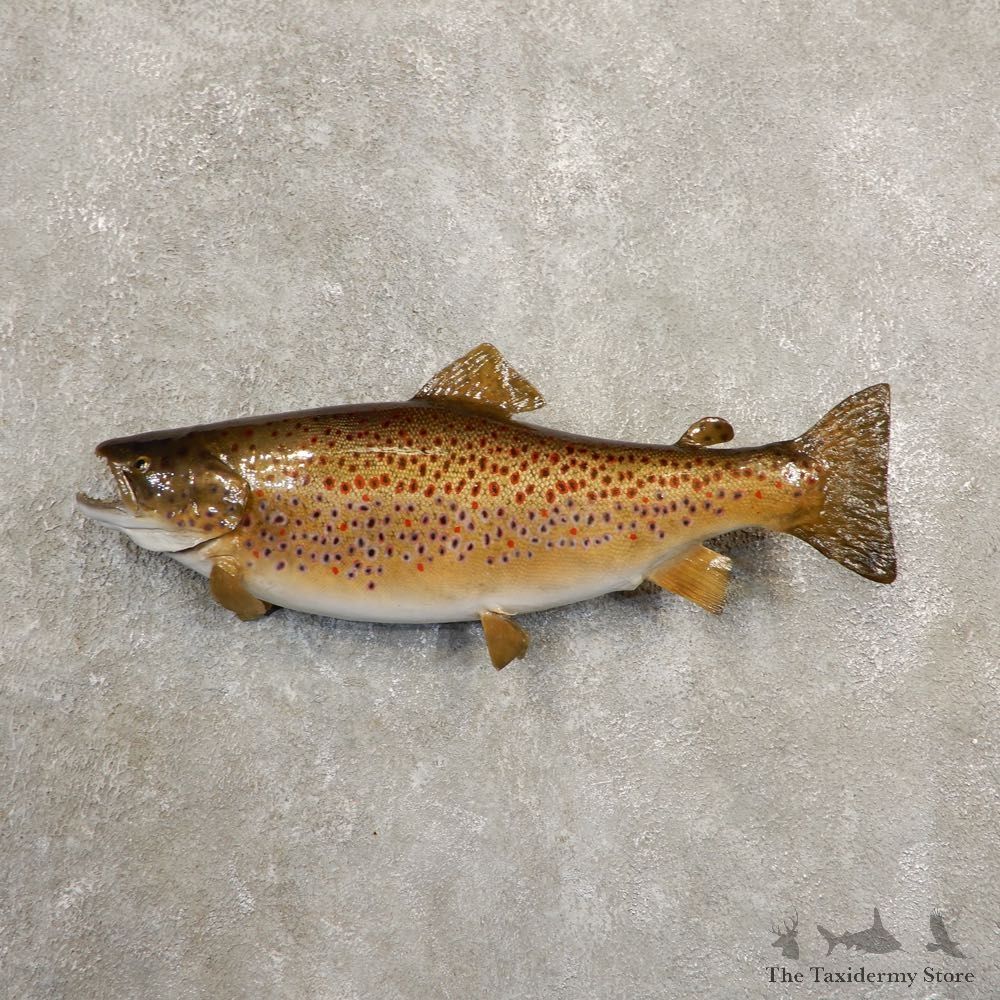 Brown Trout Fish Mount For Sale #20857 @ The Taxidermy Store