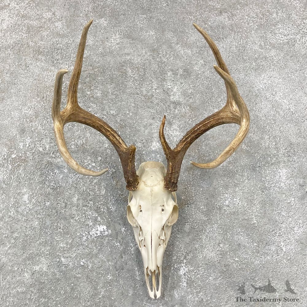 Whitetail Deer Skull European Mount For Sale #24807 @ The Taxidermy Store