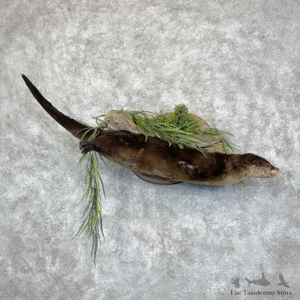 River Otter Life-Size Mount For Sale #29444 @ The Taxidermy Store