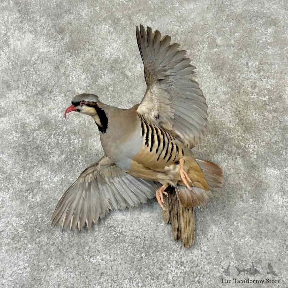 Chukar Partridge Life Size Mount For Sale #31861 @ The Taxidermy Store