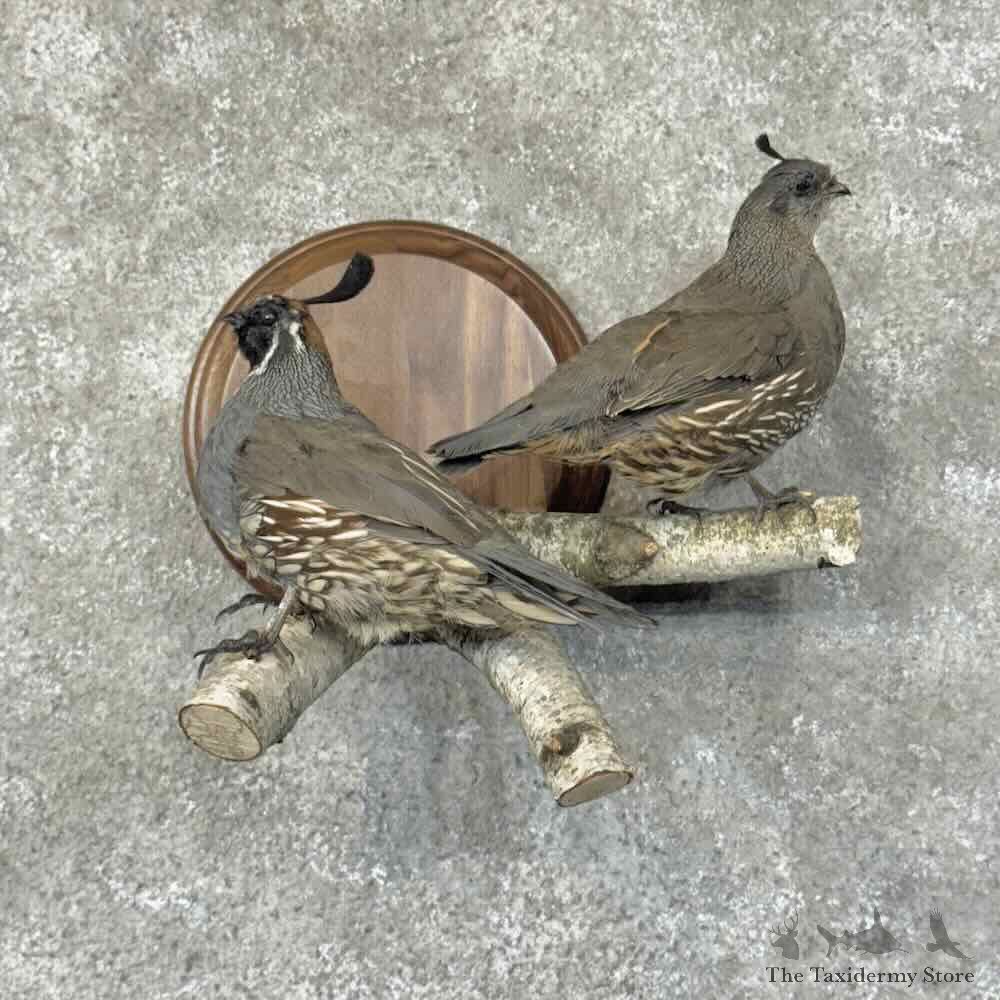 Gambels Quail Pair Bird Mount For Sale #31257 @ The Taxidermy Store