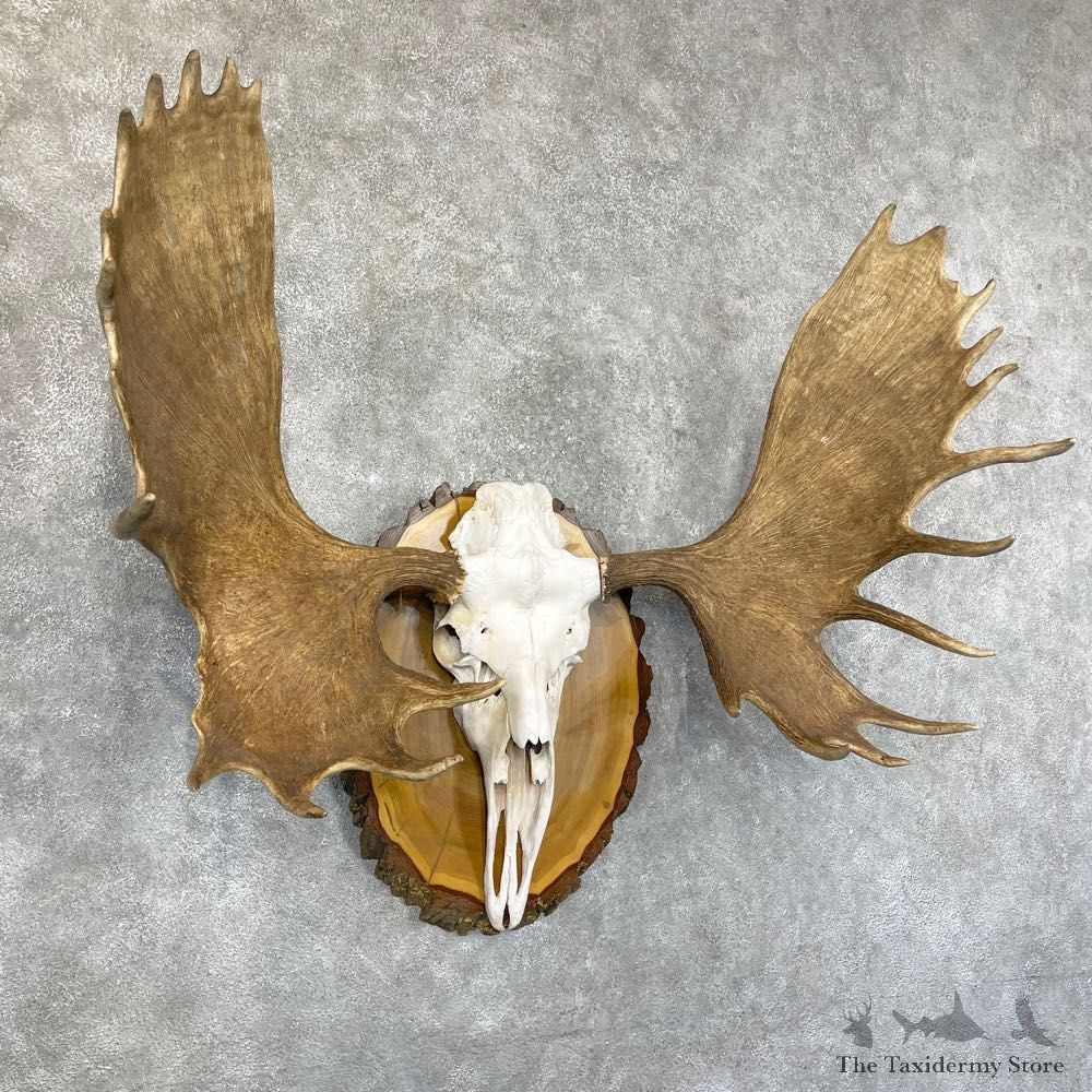 Canadian Moose Skull European Mount For Sale #24534 @ The Taxidermy Store