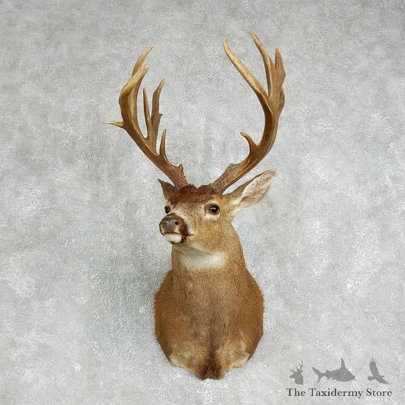 Blacktail Deer Shoulder Mount For Sale #17648 @ The Taxidermy Store