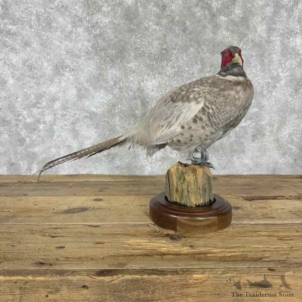 Abyssinian Pheasant Bird Mount For Sale #30818 @ The Taxidermy Store