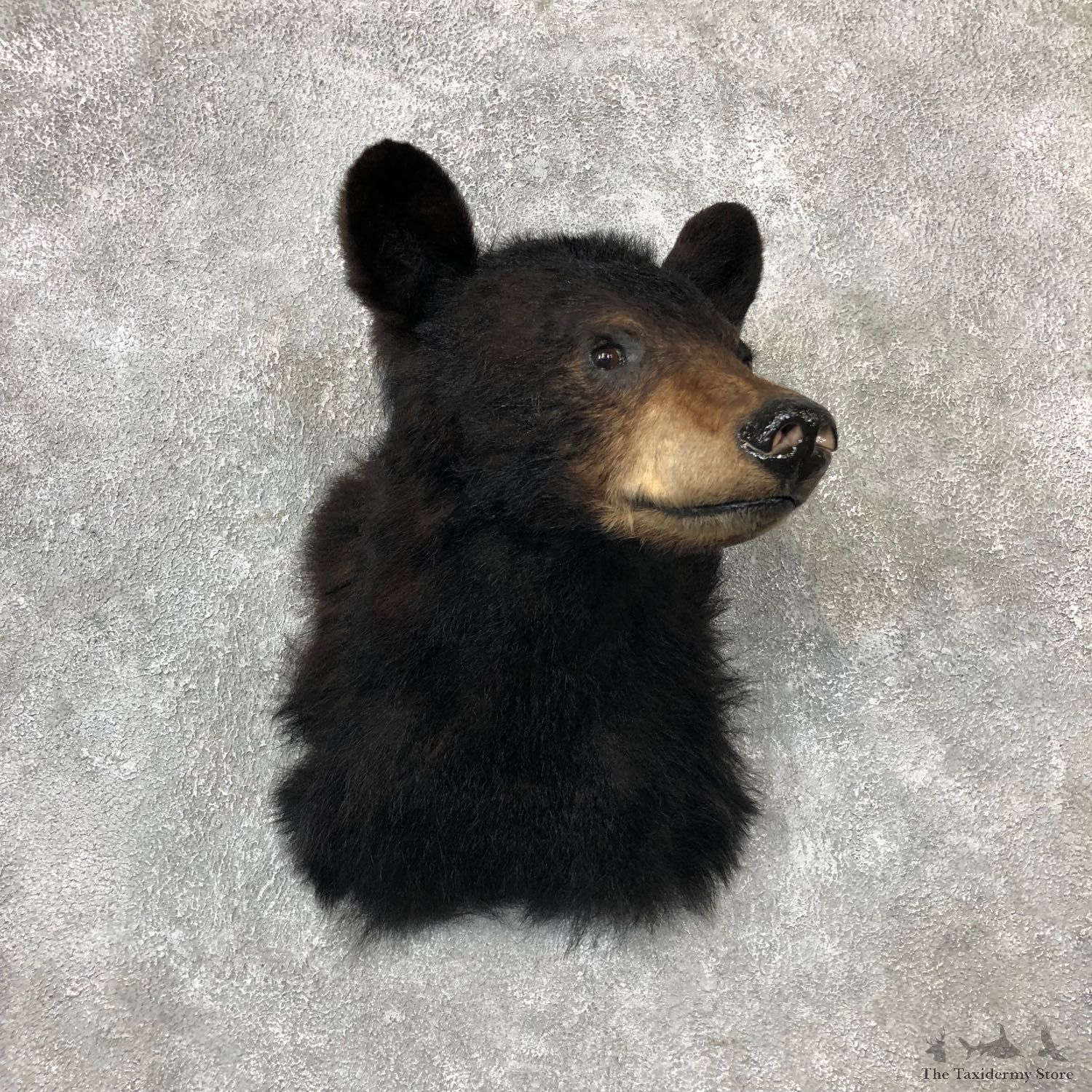Black Bear Shoulder Mount For Sale #19288 @ The Taxidermy Store