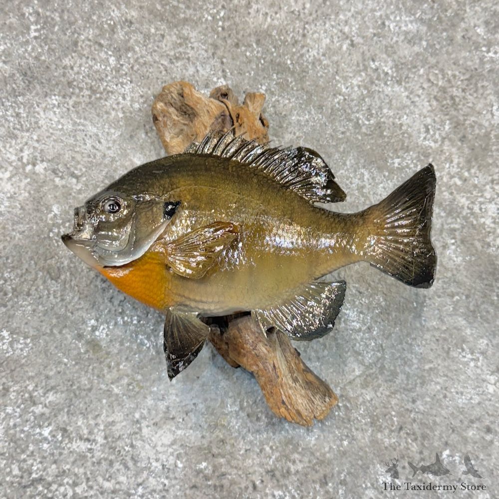 Bluegill Fish Mount For Sale #30084 @ The Taxidermy Store