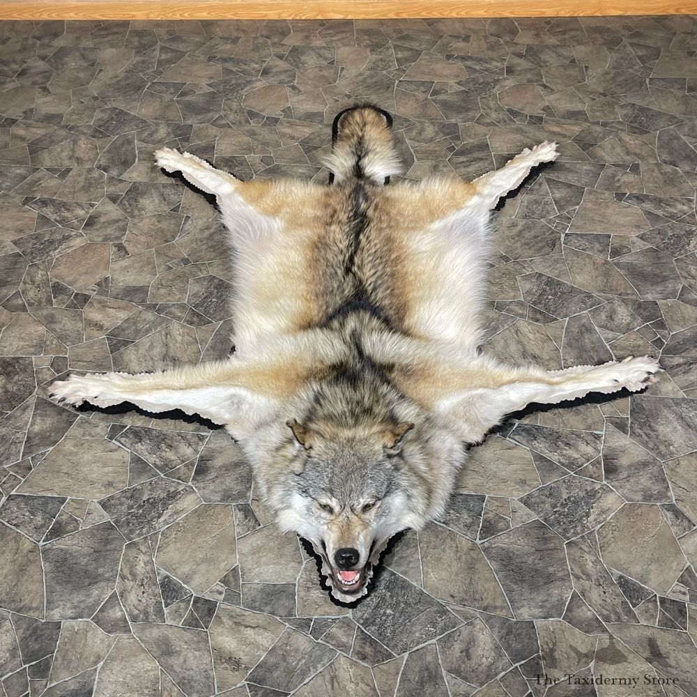 Grey Wolf Rug Taxidermy Mount For Sale #24180 @ The Taxidermy Store