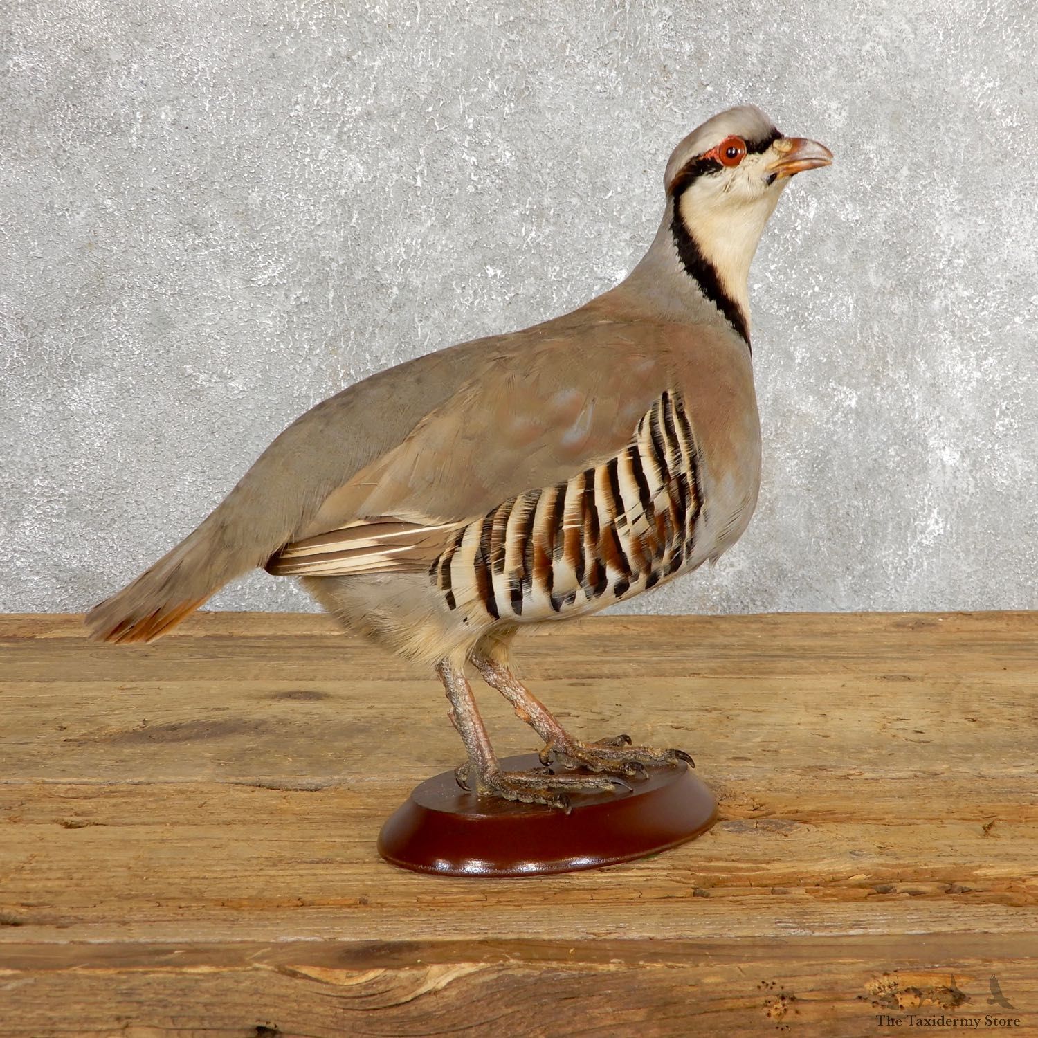 Chukar Taxidermy Mount For Sale #19769 @ The Taxidermy Store