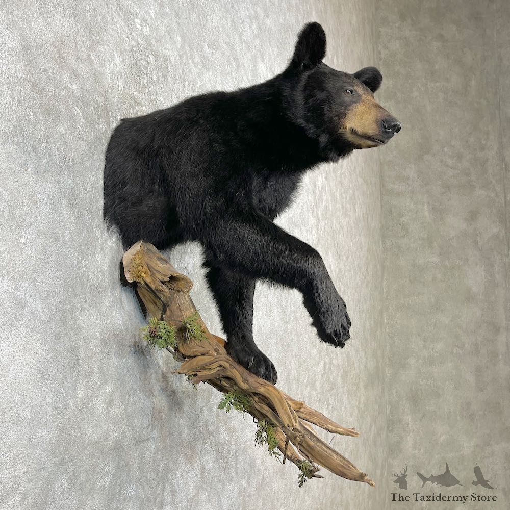 Black Bear Half-Life-Size Taxidermy Mount For Sale #26780 @ The Taxidermy Store