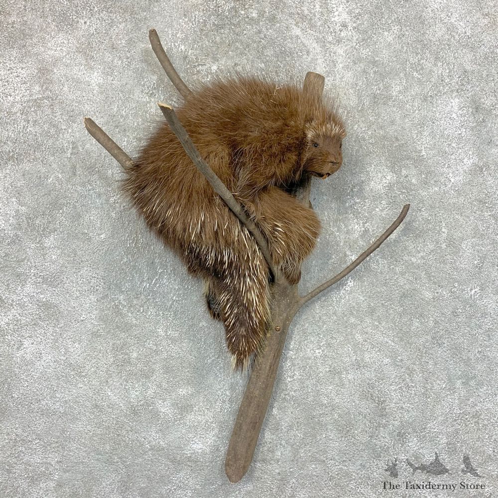 Porcupine Life-Size Taxidermy Mount For Sale #22681 @ The Taxidermy Store