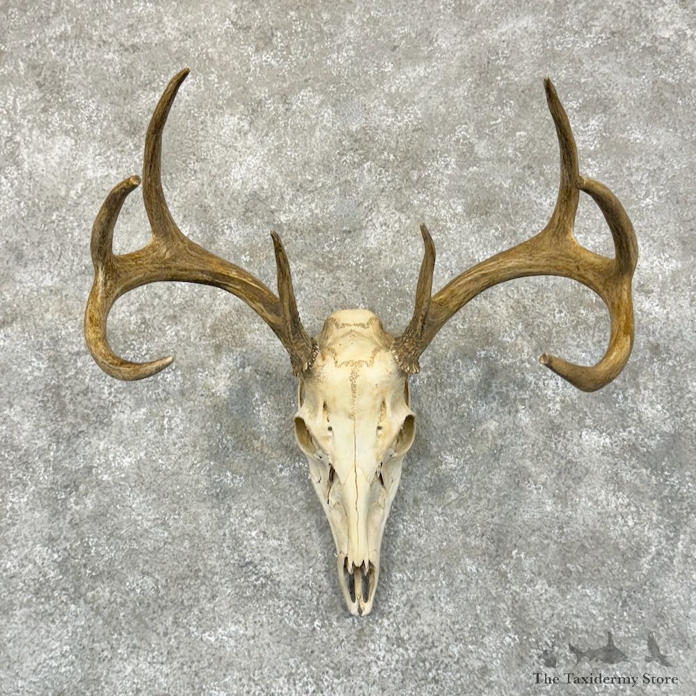 Whitetail Deer Skull European Mount For Sale #29234 @ The Taxidermy Store