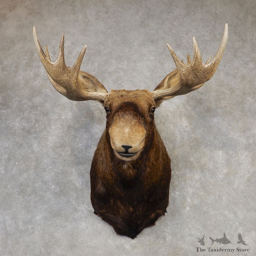 Eastern Canada Moose Shoulder Taxidermy Mount For Sale #20427 @ The Taxidermy Store