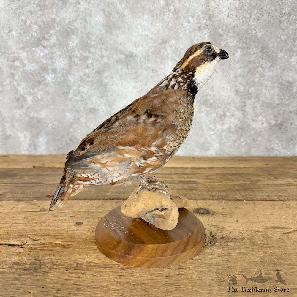 Bobwhite Quail Bird Mount For Sale #29665 @ The Taxidermy Store
