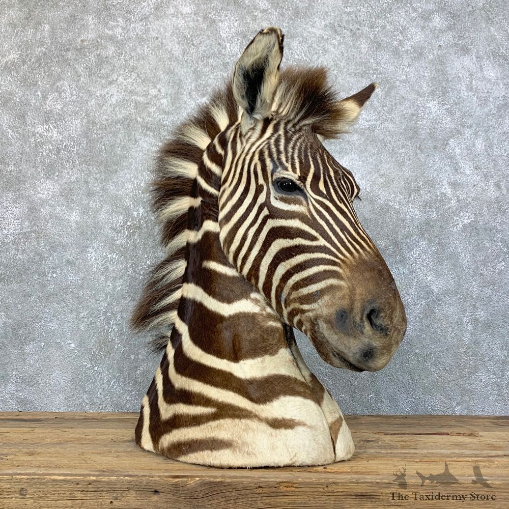African Zebra Pedestal Mount For Sale #23932 @ The Taxidermy Store