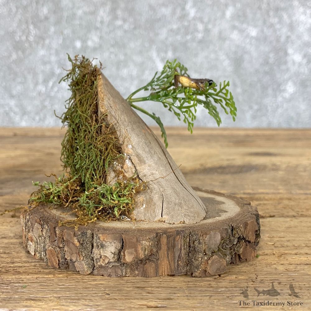 Spring Peeper Taxidermy Mount For Sale #21407 @ The Taxidermy Store