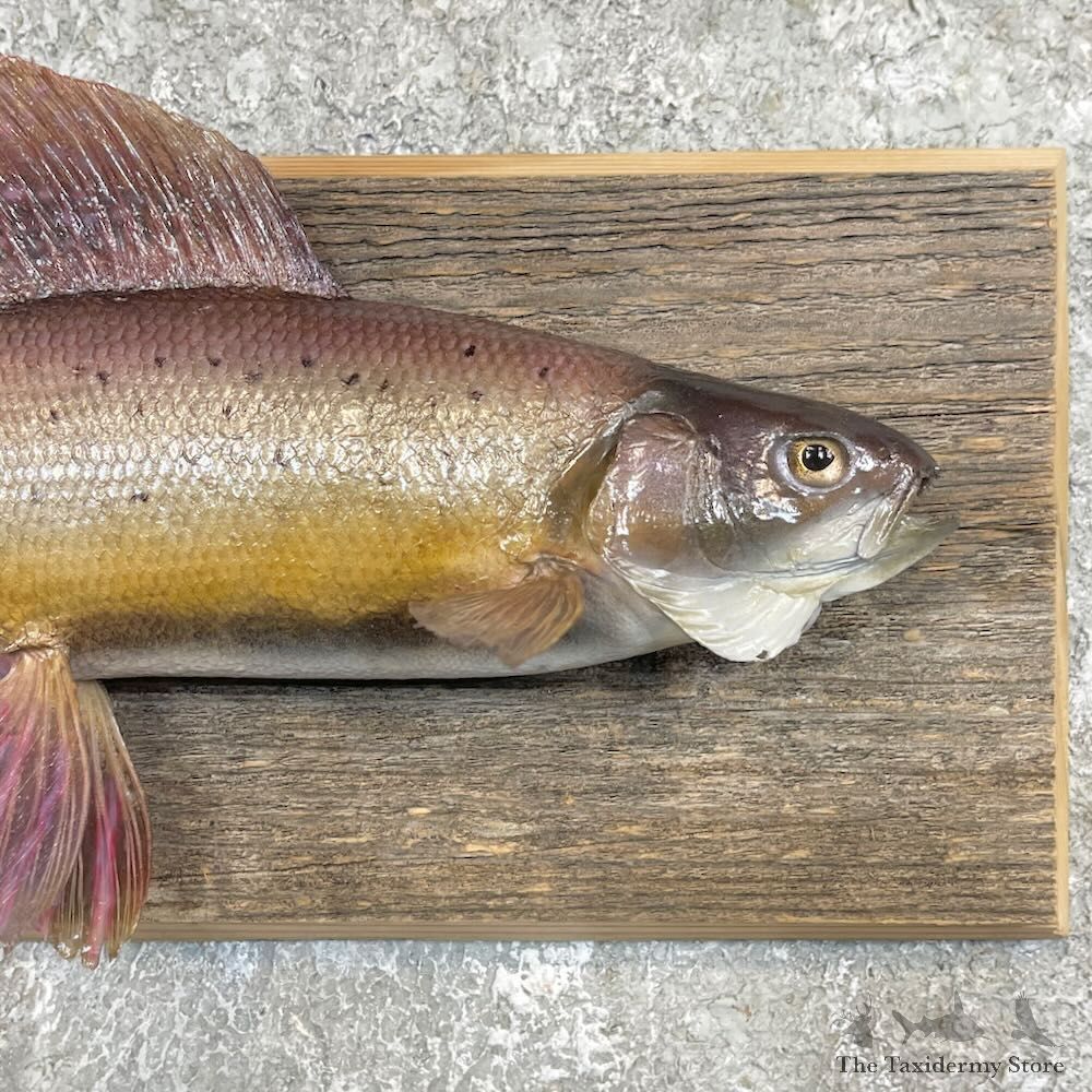 Arctic Grayling Fish Mount For Sale #27462 @ The Taxidermy Store