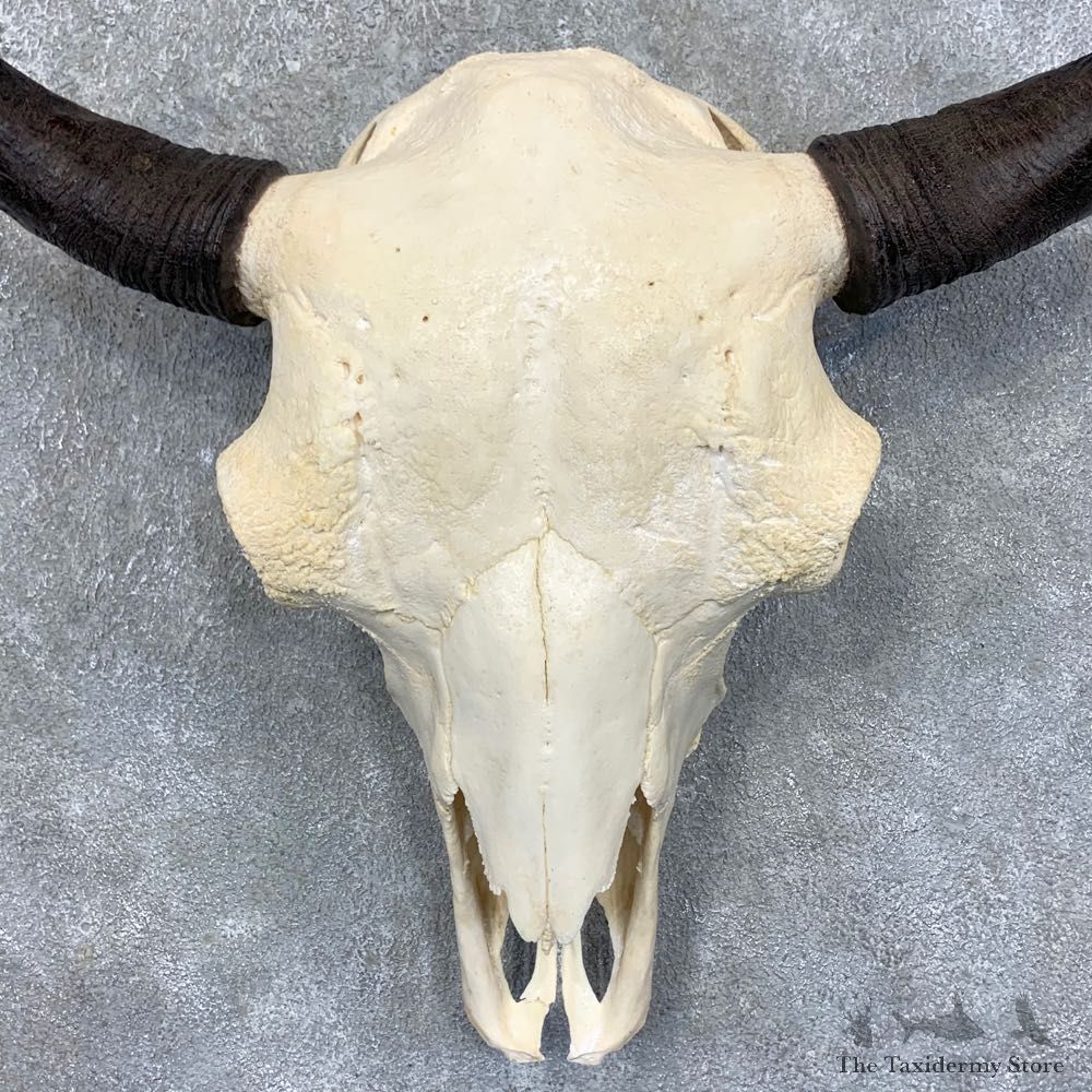 Buffalo Bison Skull Mount For Sale #23444 @ The Taxidermy Store
