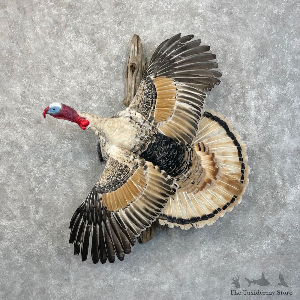 Cameo Turkey Bird Mount For Sale #28501 @ The Taxidermy Store
