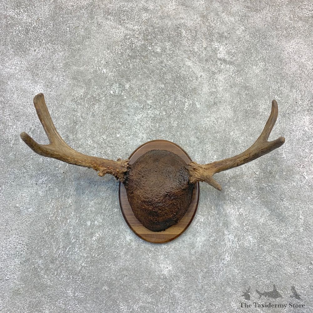 Maine Moose Antler Plaque For Sale #23191 @ The Taxidermy Store