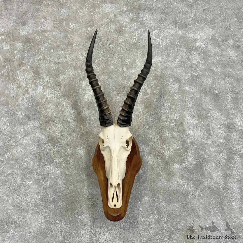 African Blesbok Skull & Horn European Mount For Sale #32071 @ The Taxidermy Store