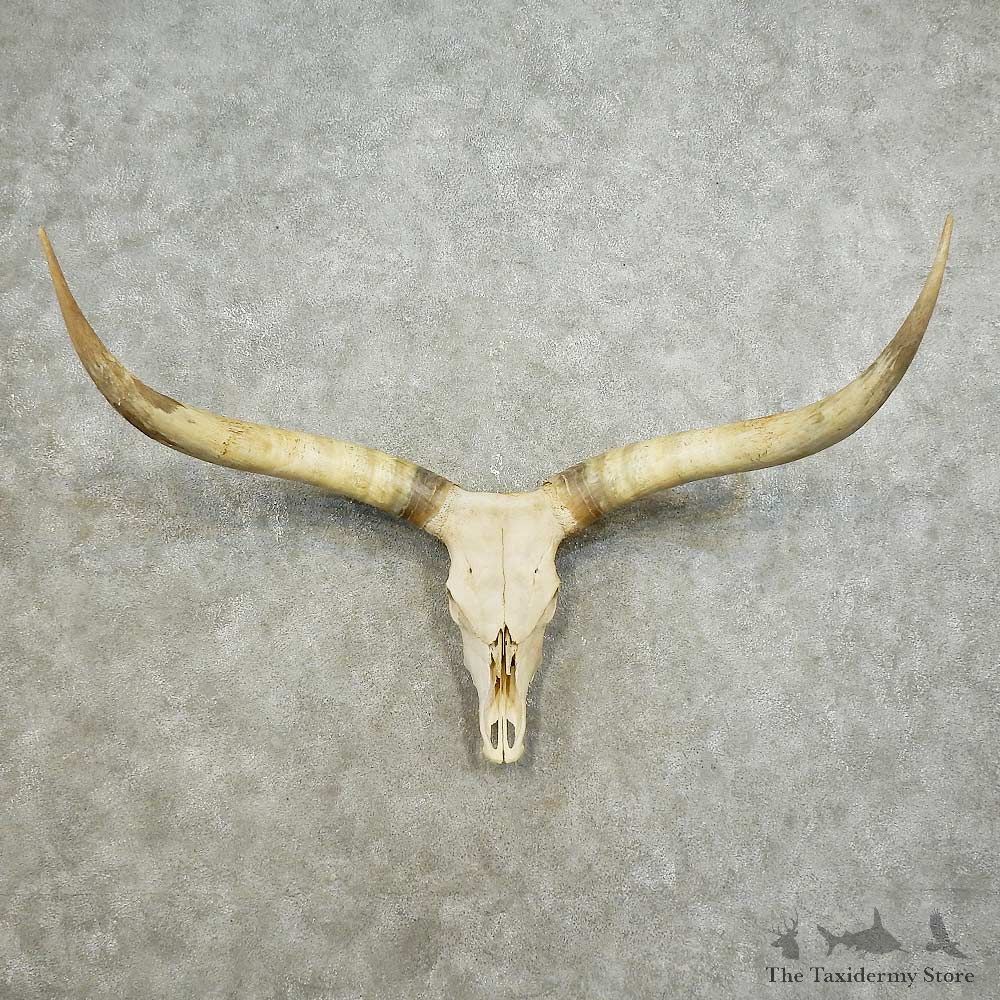 Bull Skull & Horns European Mount For Sale #15883 @ The Taxidermy Store