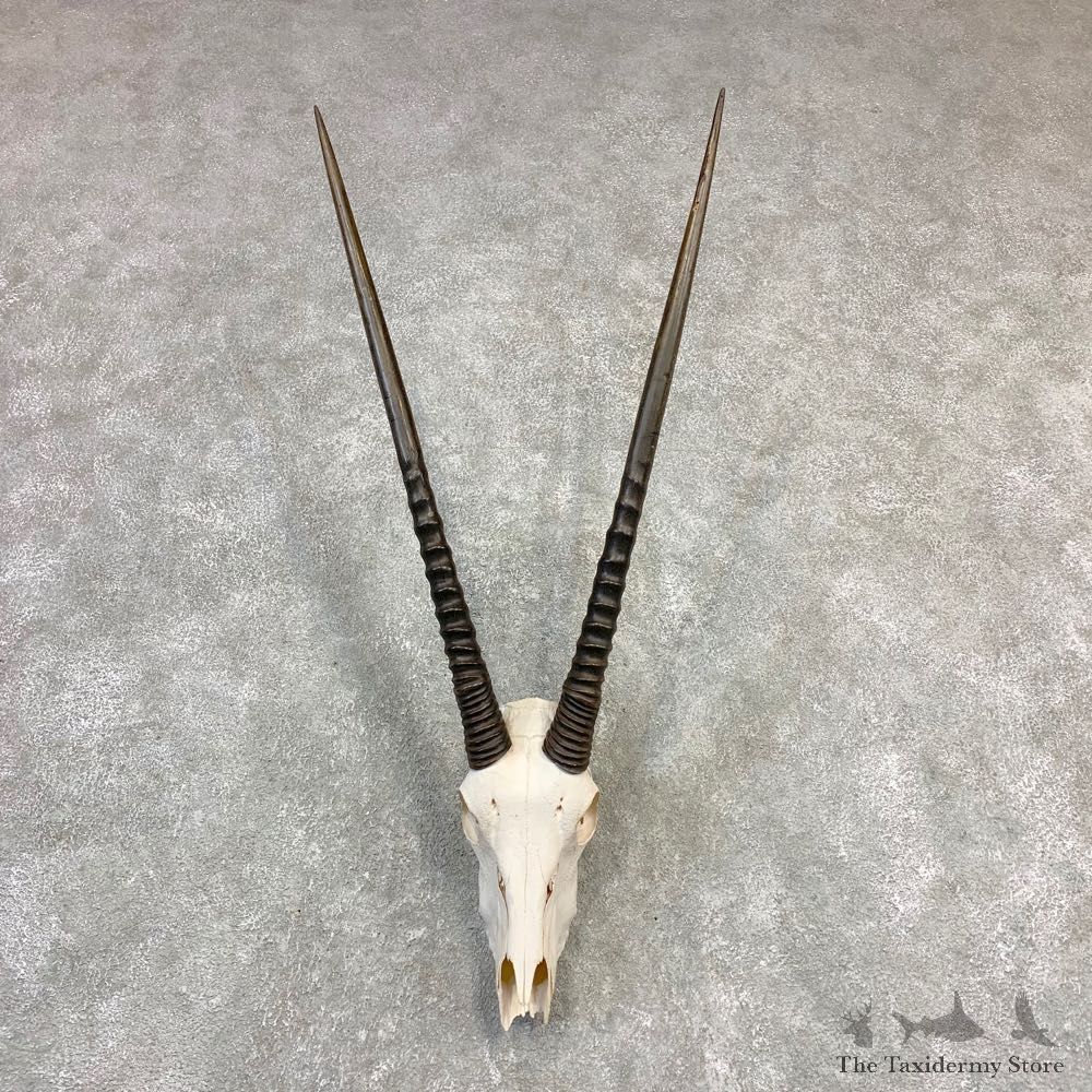 Gemsbok Skull Horns European Plaque Mount #21839 For Sale @ The Taxidermy Store