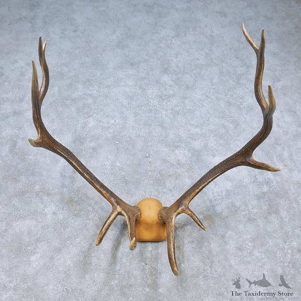 Tian Shan Wapiti Antler Mount For Sale #15057 @ The Taxidermy Store