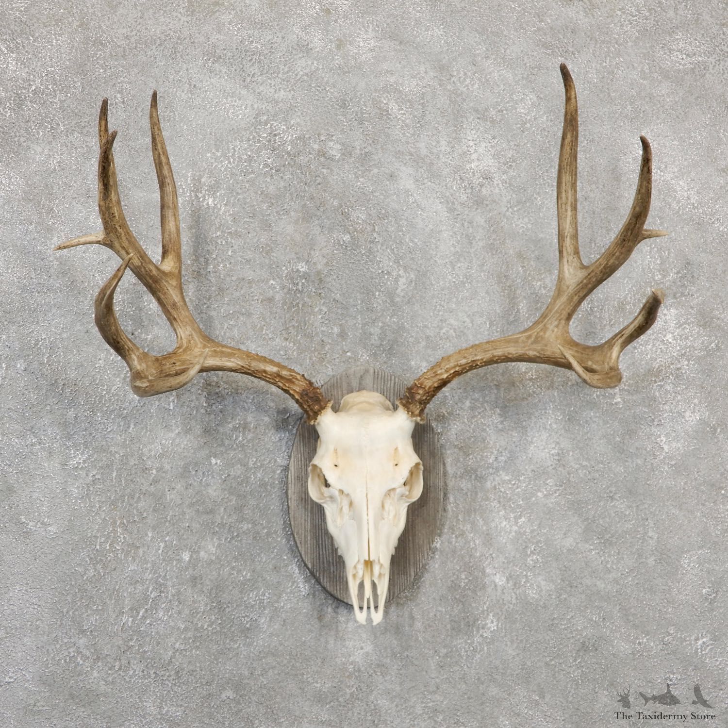 Mule Deer Skull Antler European Mount For Sale #20031 @ The Taxidermy Store