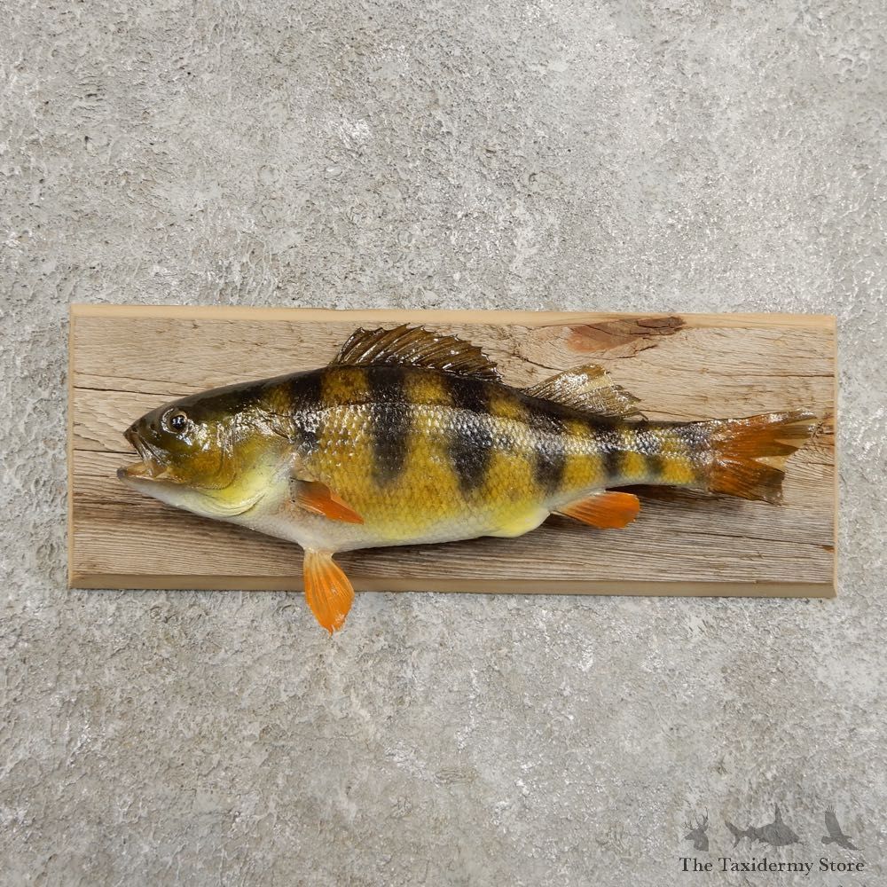 Yellow Perch Fish Mount For Sale #20957 @ The Taxidermy Store