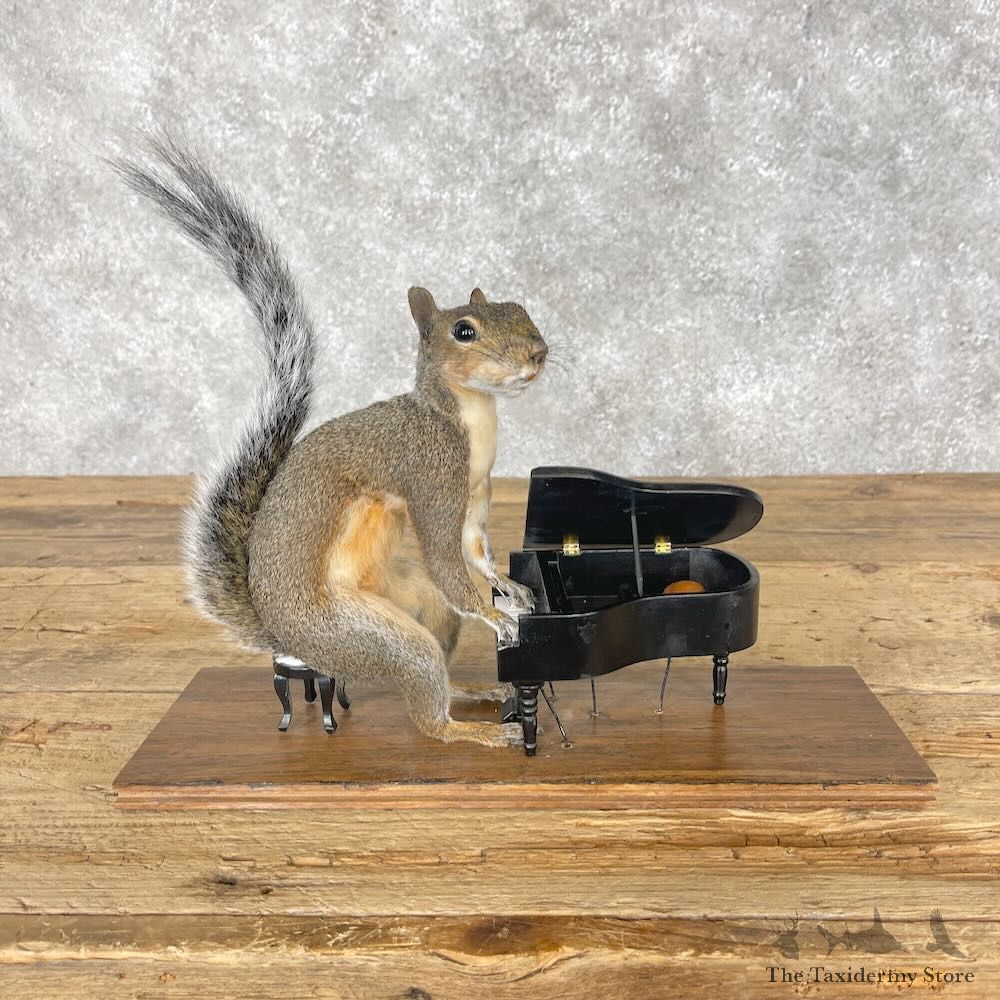 Novelty Grey Squirrel Mount For Sale #28629 @ The Taxidermy Store
