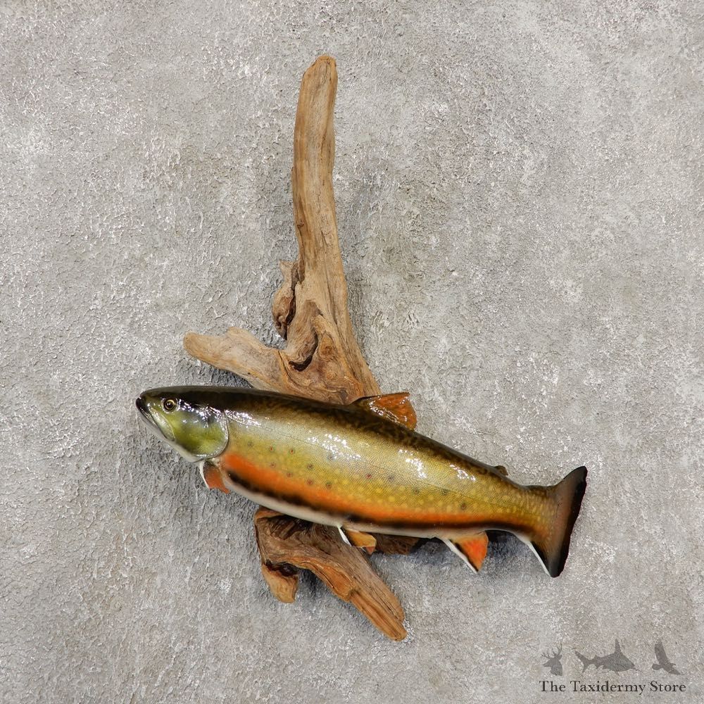 Brook Trout Fish Mount For Sale #20350 @ The Taxidermy Store