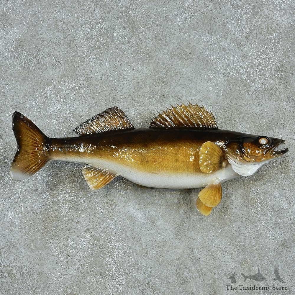 Walleye Life-Size Mount #13535 For Sale @ The Taxidermy Store