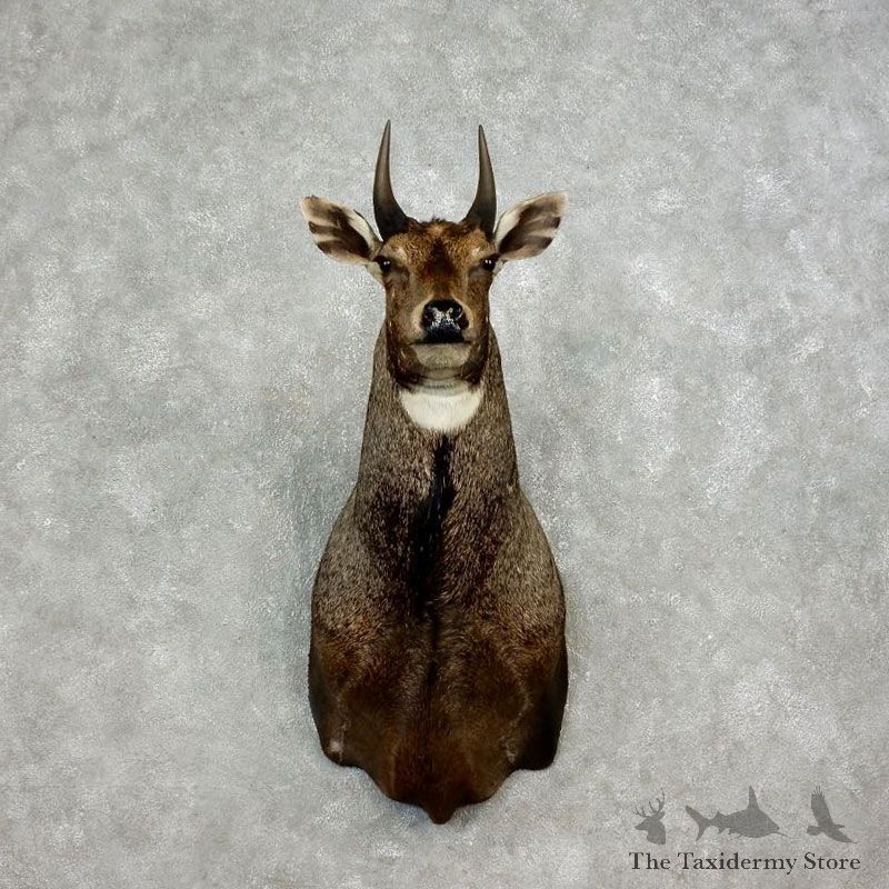 Nilgai Antelope Taxidermy Shoulder Mount For Sale #17899 @ The Taxidermy Store