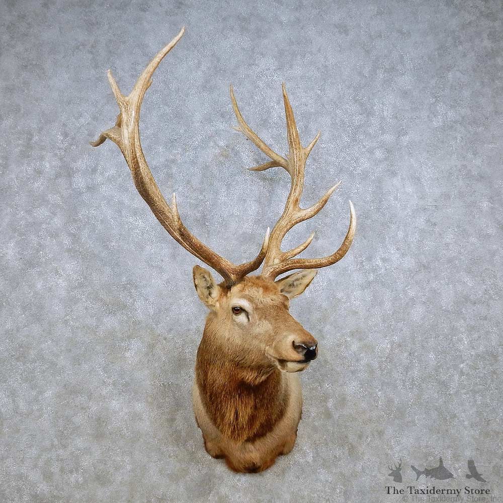 Rocky Mountain Elk Shoulder Mount For Sale #14267 @ The Taxidermy Store